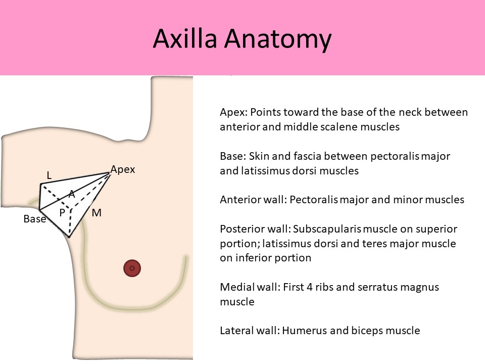 Axilla Anatomy