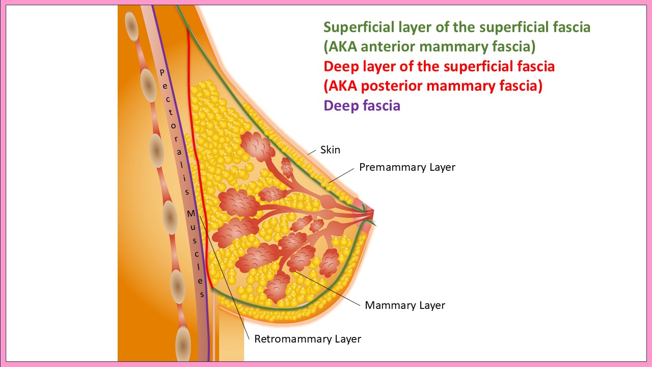 Breast Layers