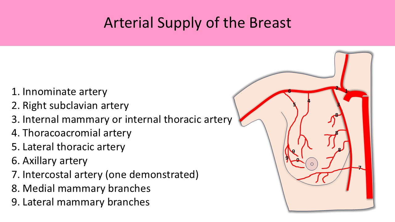 Arterial Supply of the Breast