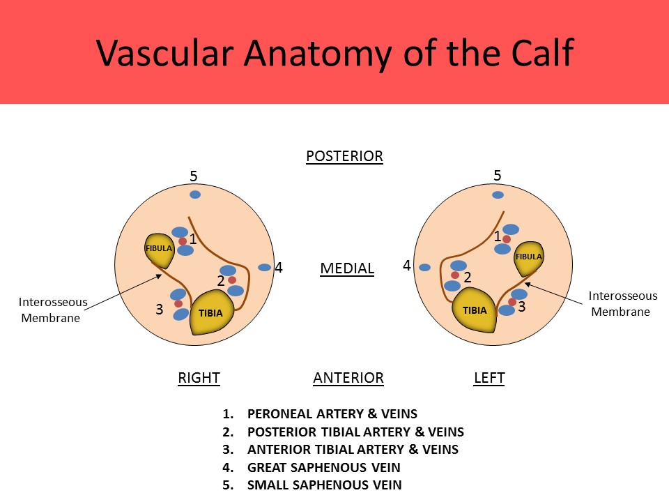 Vascular Anatomy of the Calf