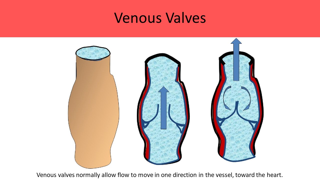 Venous valves