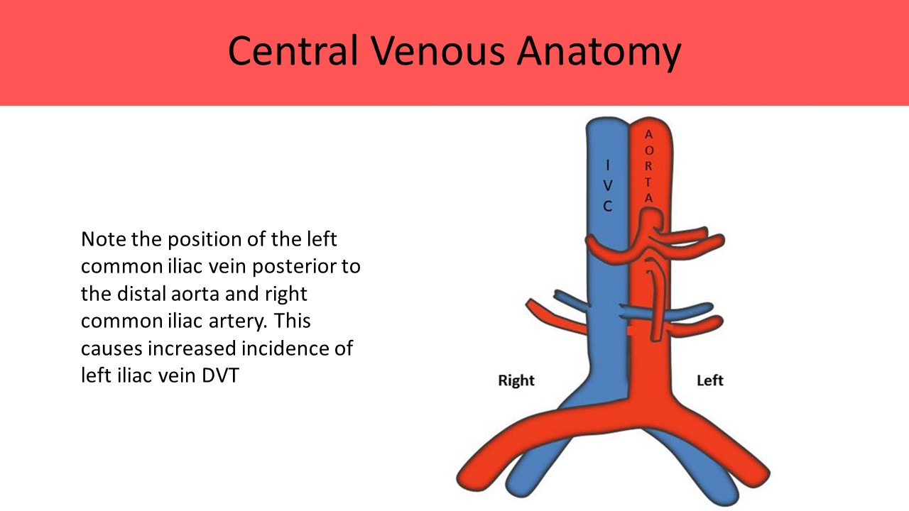 Central Venous Anatomy