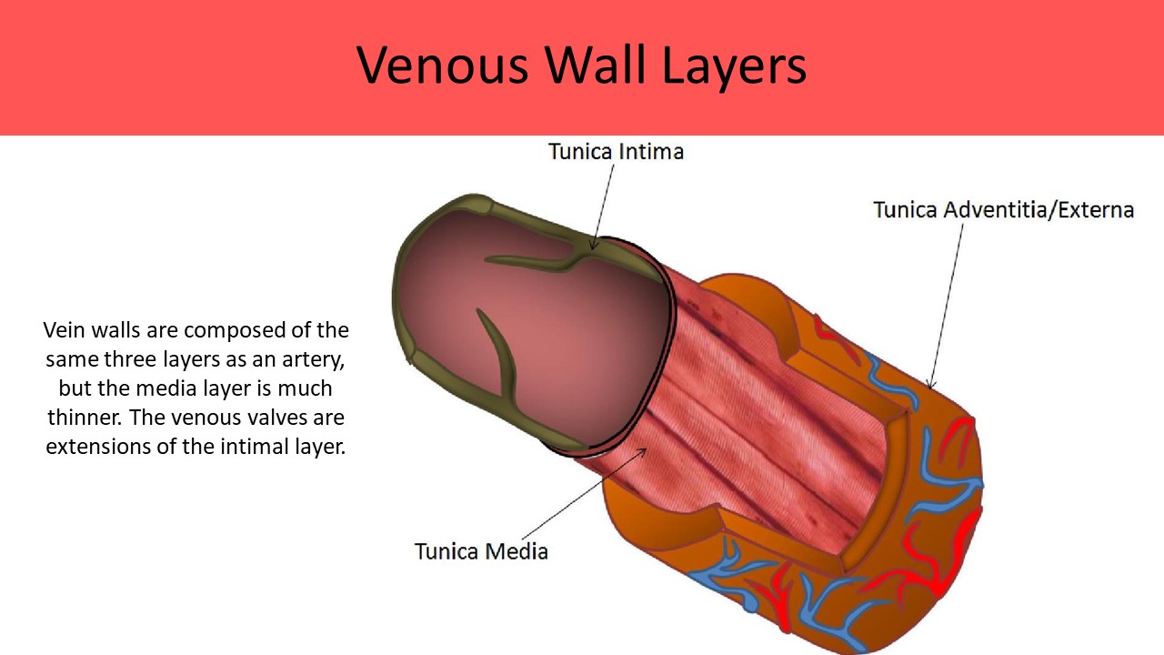 Venous Wall Layers