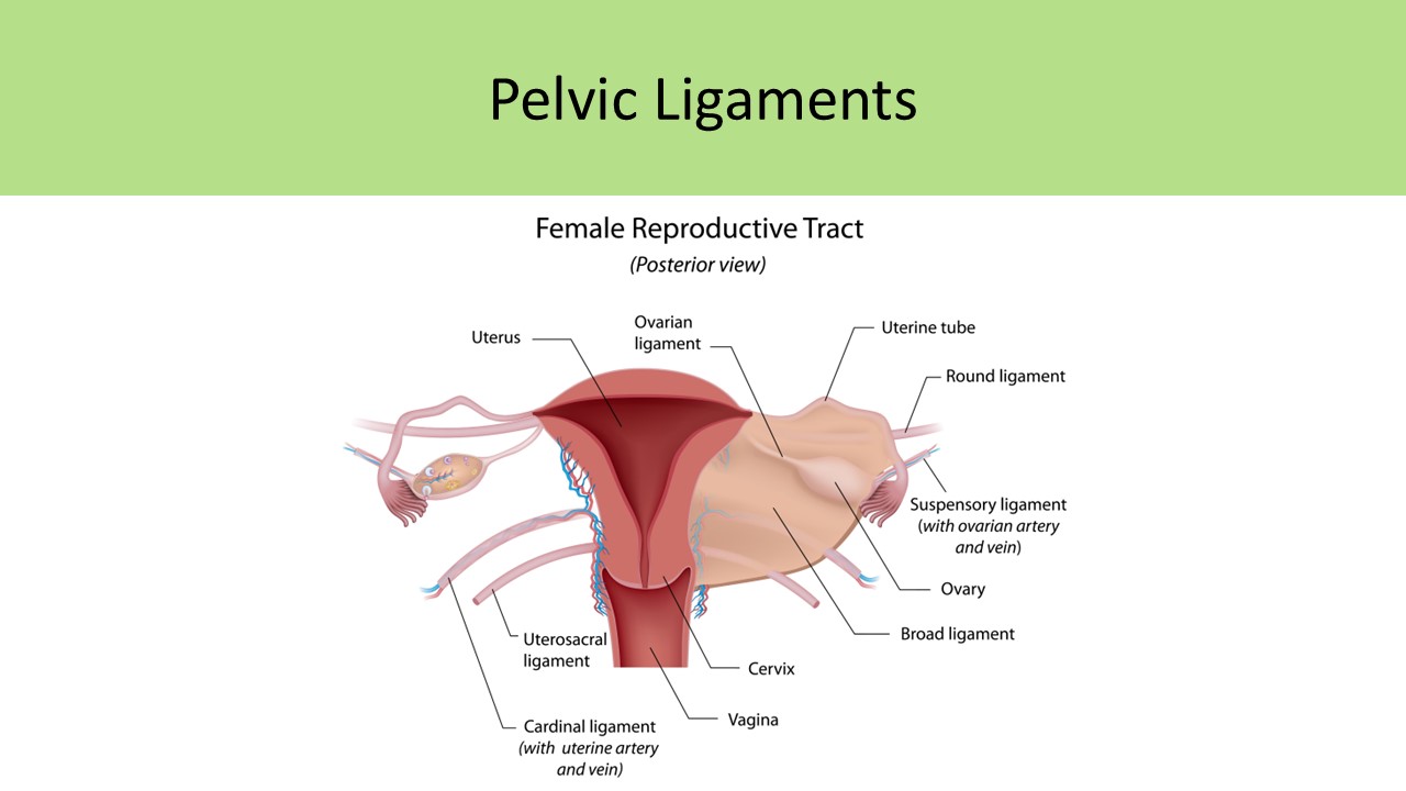 Pelvic Ligaments