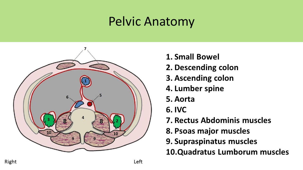 Pelvic Anatomy