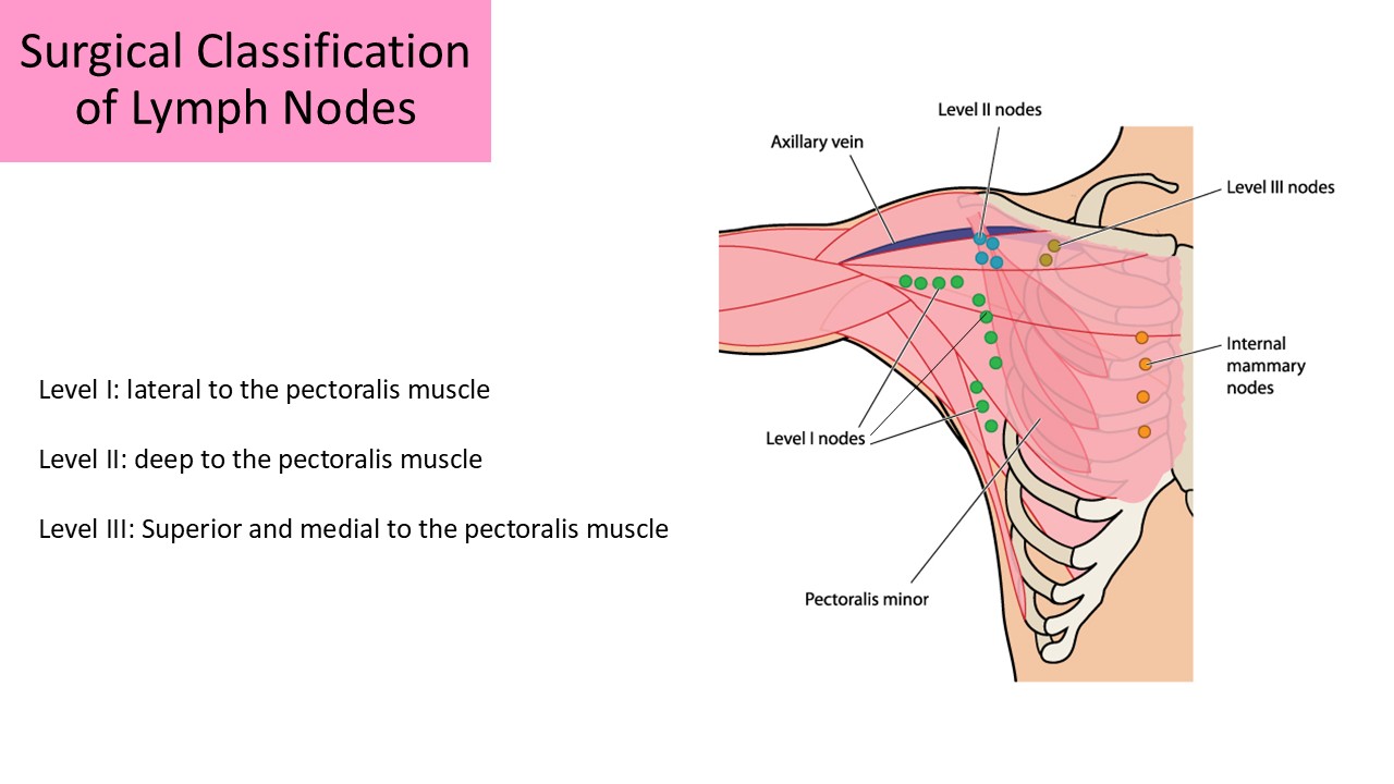 Ultrasound registry review sample image 13