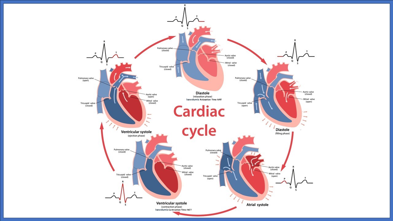 Adult echocardiography image 3